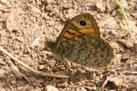 Lasiommata megera