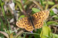 Boloria dia