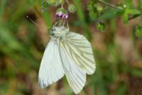 Pieris napi