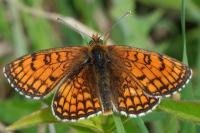 Melitaea parthenoides