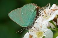 Callophrys rubi