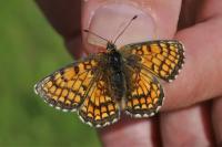 Melitaea parthenoides