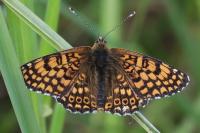 Melitaea cinxia