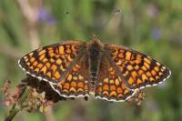 Melitaea phoebe