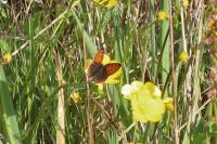 Lycaena tityrus