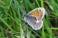 Coenonympha pamphilus