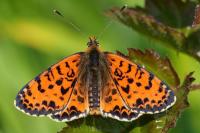 Melitaea didyma
