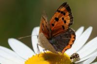 Lycaena phlaeas