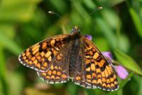 Melitaea phoebe