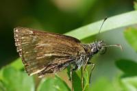 Erynnis tages
