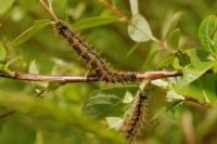 Nymphalis polychloros