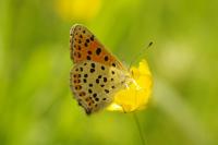 Lycaena tityrus