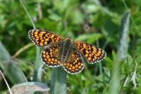 Melitaea phoebe
