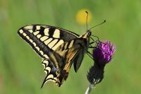 Papilio machaon