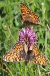 Melitaea phoebe