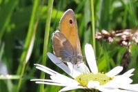 Coenonympha pamphilus