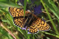 Melitaea cinxia