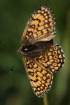 Melitaea cinxia