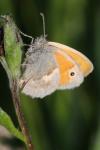 Coenonympha pamphilus