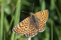 Melitaea cinxia