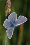 Polyommatus icarus