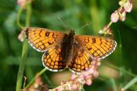 Melitaea parthenoides