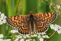 Melitaea cinxia