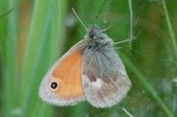 Coenonympha pamphilus