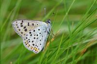 Lycaena tityrus