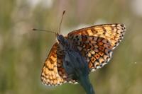 Melitaea cinxia