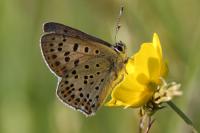 Lycaena tityrus