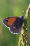 Coenonympha pamphilus