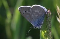 Cyaniris semiargus