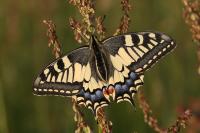 Papilio machaon