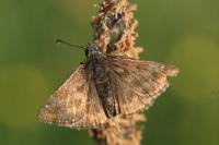 Erynnis tages