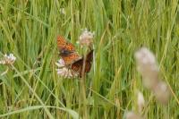 Melitaea parthenoides