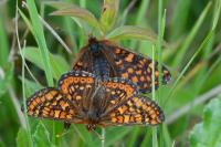 Euphydryas aurinia