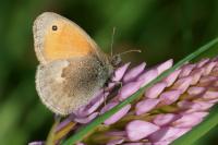 Coenonympha pamphilus