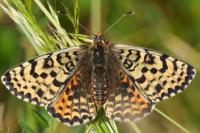 Melitaea didyma