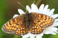 Melitaea parthenoides