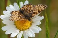 Melitaea cinxia