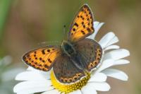 Lycaena tityrus