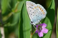 Polyommatus icarus