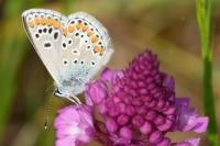 Aricia agestis