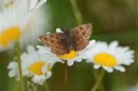Erynnis tages