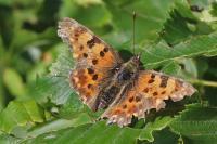 Polygonia c-album