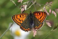 Lycaena tityrus