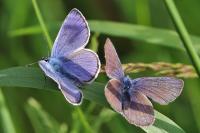 Cyaniris semiargus