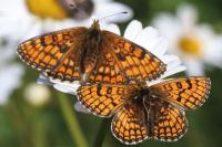 Melitaea parthenoides