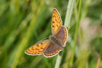 Lycaena tityrus